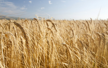 Fototapeta na wymiar Ripe wheat