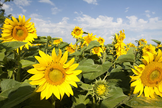 Grunge photo of blooming sunflower field