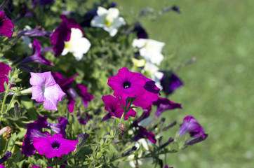 A cluster of purple petunias hanging on tree close up