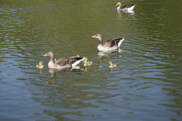 Gänsefamilie