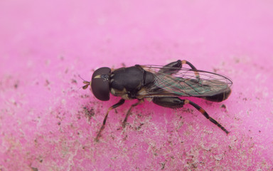A Hoverfly