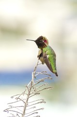 Anna's hummingbird