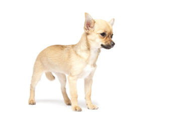 Young chihuahua