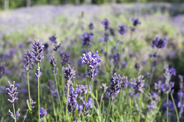 Fototapeta na wymiar Lavender field in Harwich, Massachusetts on Cape Cod.