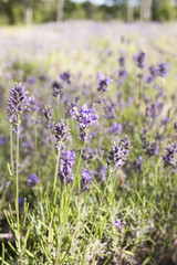 Lavender field in Harwich, Massachusetts on Cape Cod.