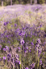 Lavender field in Harwich, Massachusetts on Cape Cod.