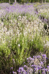 Fototapeta premium Lavender field in Harwich, Massachusetts on Cape Cod.