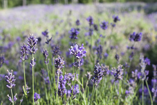 Fototapeta Lavender field in Harwich, Massachusetts on Cape Cod.
