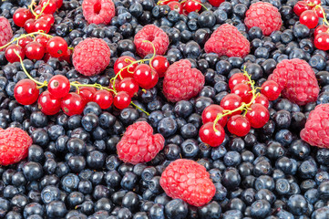 Blueberries raspberries red currant background