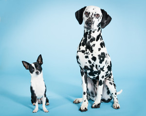 Pair of Dogs