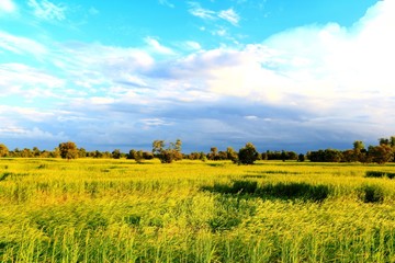 Fototapeta premium Rice