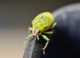 green weevil hanging on black rubber