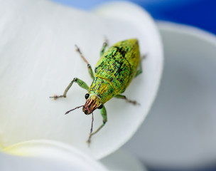 green weevil hanging on white petal with blur background