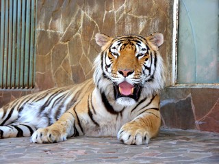 Тигр,Ялтинский зоопарк.