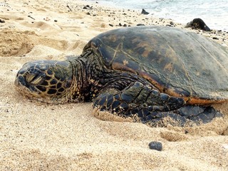turtle in Hawaii