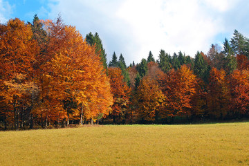 Fototapeta premium autumn landscape