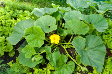 pumpkin plant with a flower growing it the farm © elen31