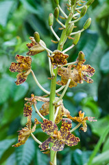grammatophyllum specinocum BL., the world's largest orchid