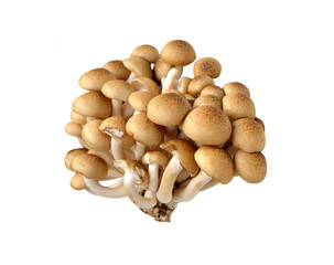 Beach Brown Mushroom on a white background