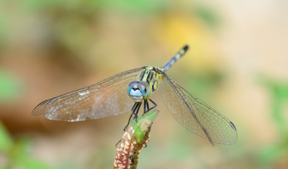 blue yellow dragonfly standing on green branch ; selective focu