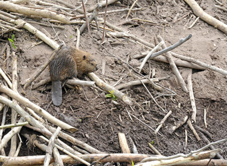 Baby Beaver on Lodge in Pond - 67853080