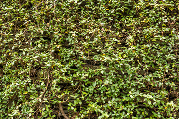 Green wall with ivy background