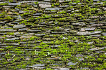 Stone wall with green moss