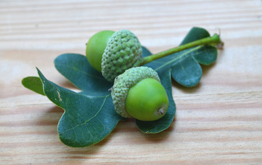 żołędzie © zetat