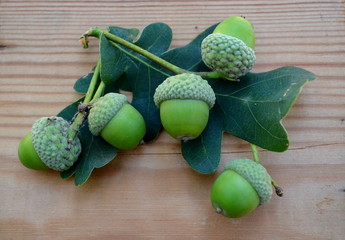 żołędzie © zetat