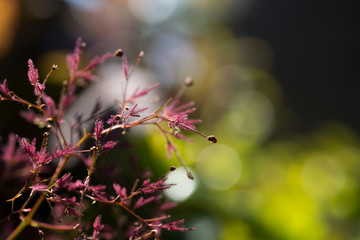 スモークツリー