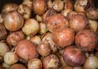 Obraz premium Raw dirty onions. Ripe onions as background.