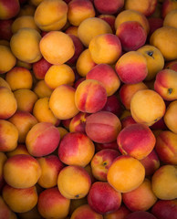 Apricots on market. Fresh natural apricot as background.