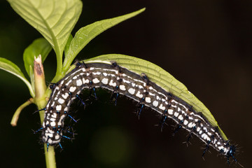 caterpillar, black white and blue caterpillar catching a leaf