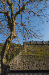 柿の木と茅葺屋根
