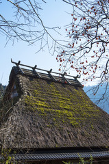 柿の木と茅葺屋根