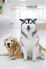 Siberian Husky and Golden Retriever Dog