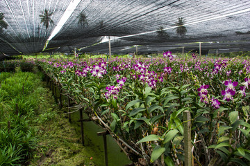 Farms grow orchids in Thailand.