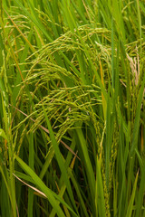 Rice plant in rice field, close-up photos.