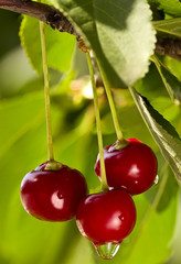 Cherries on a branch