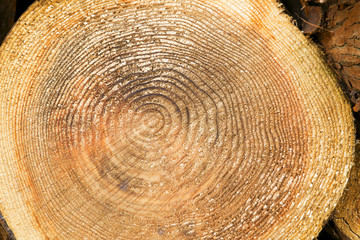 Naklejka premium tree trunk section