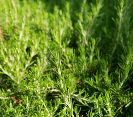 Fresh Rosemary