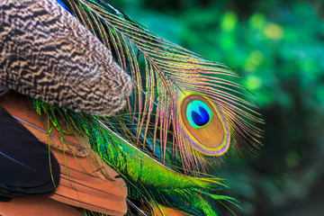 close up shot on colorful peacock feather.