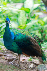 Obraz premium Close up shot on peacock in the forest with selective focus on t