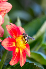 red dahlia with a bee collecting nectar