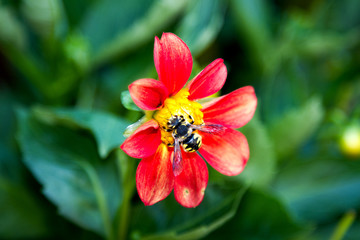 red dahlia with a bee collecting nectar