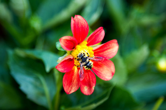 red dahlia with a bee collecting nectar