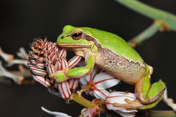 Treefrog
