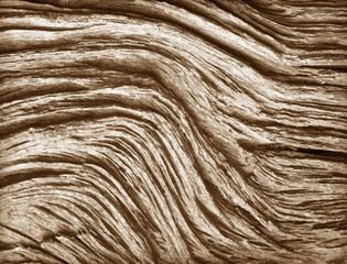 Old wood of the tree