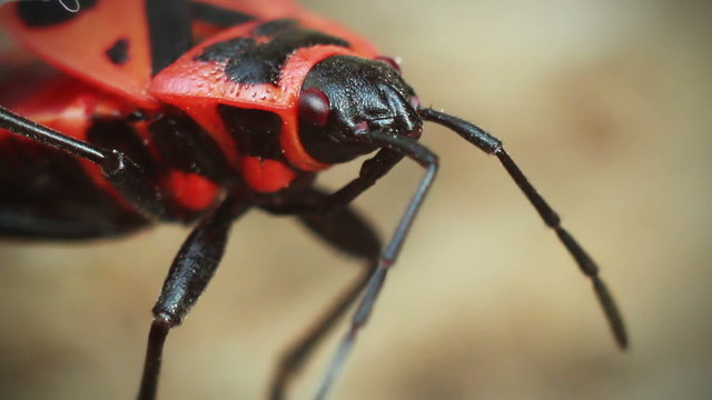 Red beetle moves their antennae