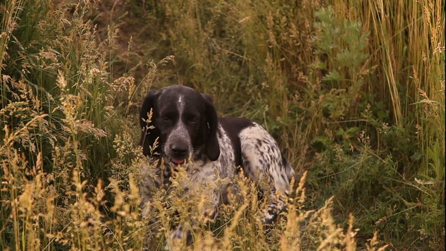 American English Coonhound resting in the grass in the Park
